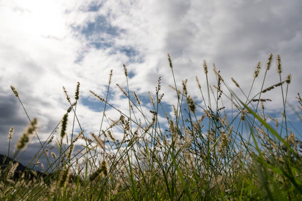 grande herbe avec un fond bleu de ciel - grass tall timothy grass field photos et images de collection