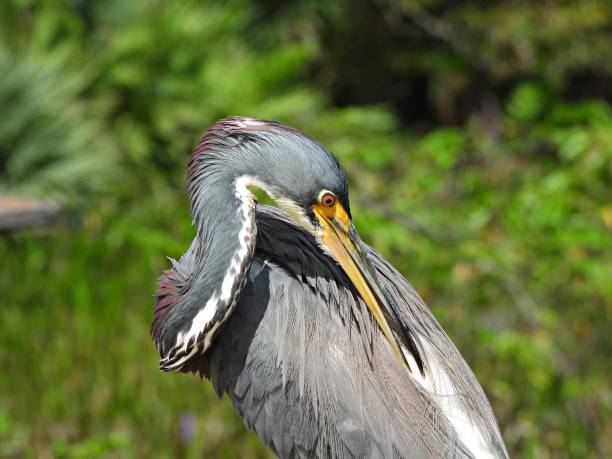 istock Tricolored Heron (Egretta tricolor) - portrait - preening its feathers 1438719808