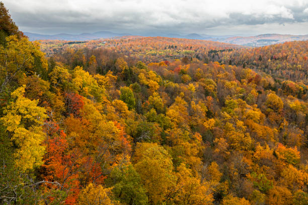 istock Aerial view of autumn tree foliage from ledge 1438722525