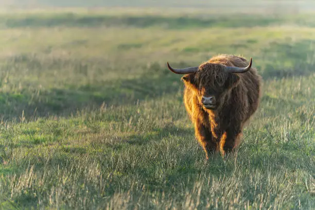 Beautiful Highland cattle Bull (Bos taurus taurus) grazing in field. Scottish highlanders in a natural  landscape. Poland, Europe.