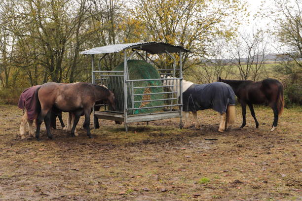 istock horses are standing at a feed rack 1438725237