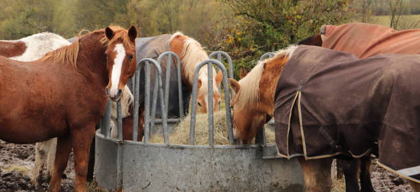 horses are standing at a feed rack