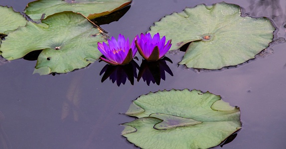 A pair of purple blossoming water lilies with leaves.