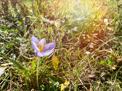 Crocuses flowers in the nature