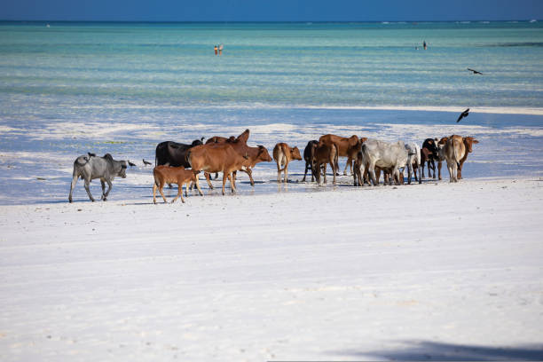 istock cows play on the beach near the water 1438733310