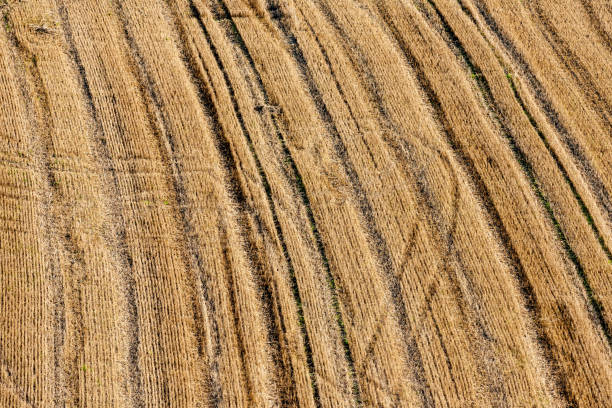 istock Mowed corn field with tractor tracks 1438733345