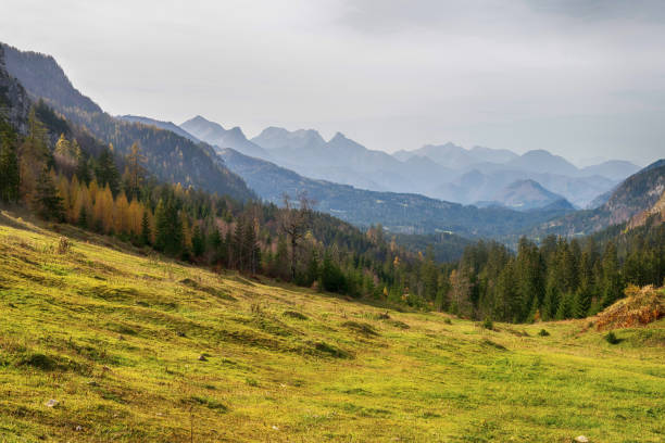 Almwiese in den Alpen