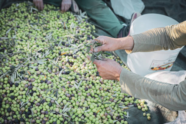 istock Workers on his knees on the ground working in olive harvesting 1438734328
