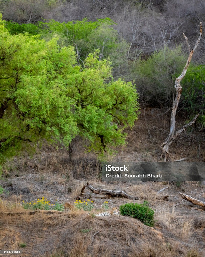 panthera pardus fusca or wild male leopard or panther in scenic landscape or habitat in jhalana leopard or forest reserve jaipur rajasthan india asia Animal Stock Photo