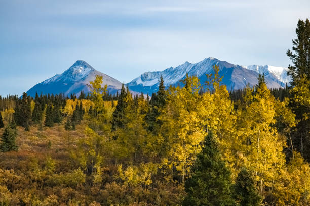 canadá, yukón, vista de la tundra en otoño - yukon fotografías e imágenes de stock