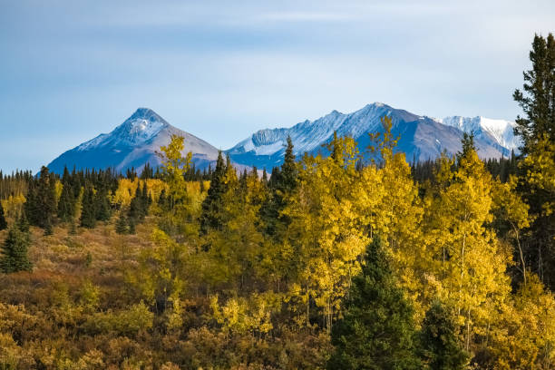 canadá, yukon, vista da tundra no outono - yukon - fotografias e filmes do acervo