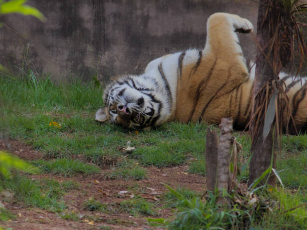 istock A large Bengal tiger (Panthera tigris) rolling around in the grass like a kitten. 1438735984