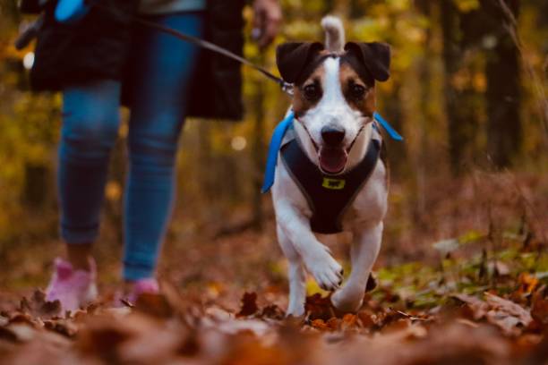 istock Jack Russell Terrier running in autumn park 1438736347