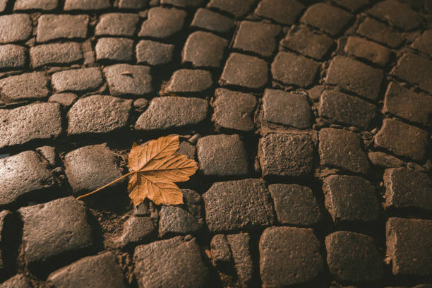 Brown autumn leaf on road with sun beams