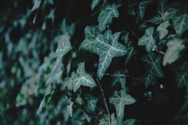 istock Ivy pattern on the fence in the park during autumn 1438736517