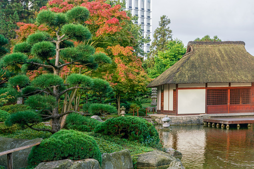 Japanese garden in Hamburg  with topiary pine tree and japanese maple and pond and teahouse with thatched roof  in Botanical garden Planten un Blomen