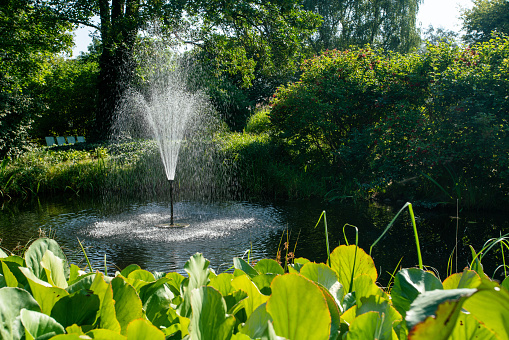 An  gorgeous  garden with pond and fountain and water plants at the Botanical Faculty of the University of Warsaw  sunny summer in Poland