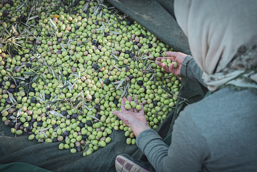 Woman harvesting fresh olives in olives orchard