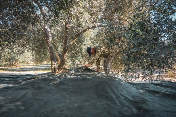 istock Middle-aged farm worker laying net under tree to collect olives 1438736629