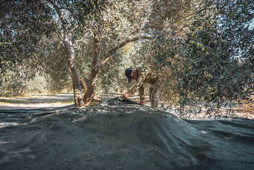 Middle-aged farm worker laying net under tree to collect olives