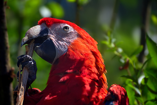 close-up of a scarlet macaw (ara macao) in nature