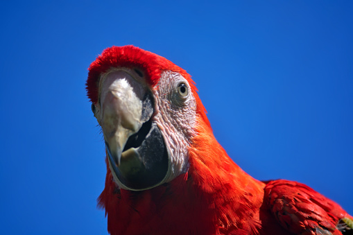 close-up of a scarlet macaw (ara macao) isolated on blue sky background