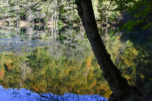 Nature backgrounds, trees reflection on the lake, reflection lake