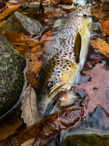 Pre spawn brown trout caught in the fall, laying in leaves