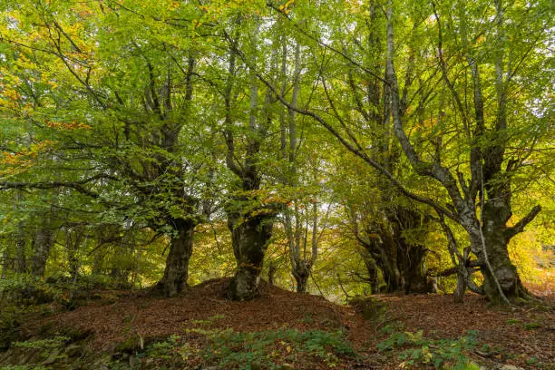 Beech forest in autumn in Soto de Sajambre within the Picos de Europa National Park in Leon, Spain