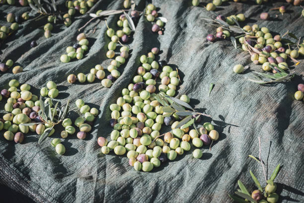 istock Olive fruits on harvesting net. 1438739498
