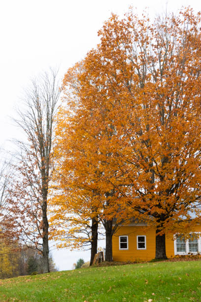istock Yellow house with yellow autumn tree 1438739573