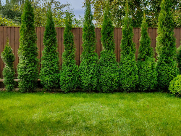 arborvitae verde cerca de la valla - fence formal garden gardening ornamental garden fotografías e imágenes de stock