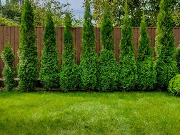 Green arborvitae near the fence and green lawn grass in the yard of a private house