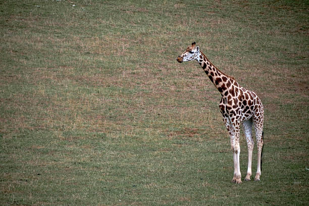 A lonely giraffe in the green grassland. Empty space, long neck, large, vegetation, light.