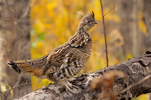 Female Ruffed grouse in her perfect camouflage hiding among logs and grass in the yellow autumn forest.