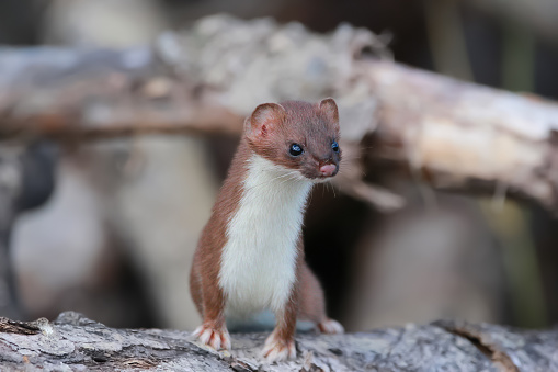 Grumpy little animal Least weasel in his summer coat is watching around while sitting in the pile of old logs and branches.