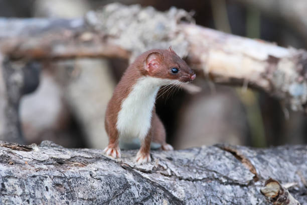Ermine Coat Photos Stock Photos, Pictures & Royalty-Free Images - iStock Ermine Coat Photos Stock Photos, Pictures & Royalty-Free Images - iStock