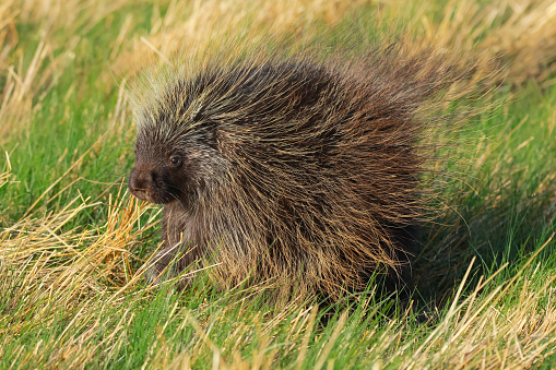 Prickly porcupine is sitting in the protection pose and watching  in grass in the field in summer.