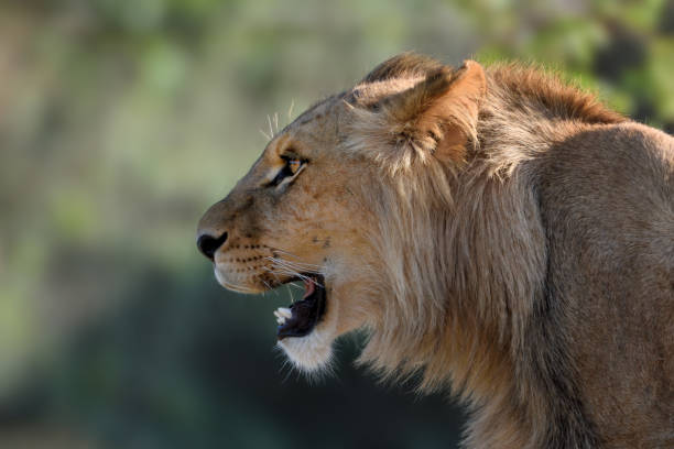 lion - vocalizing stock-fotos und bilder