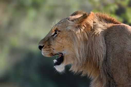 close-up of a young male lion