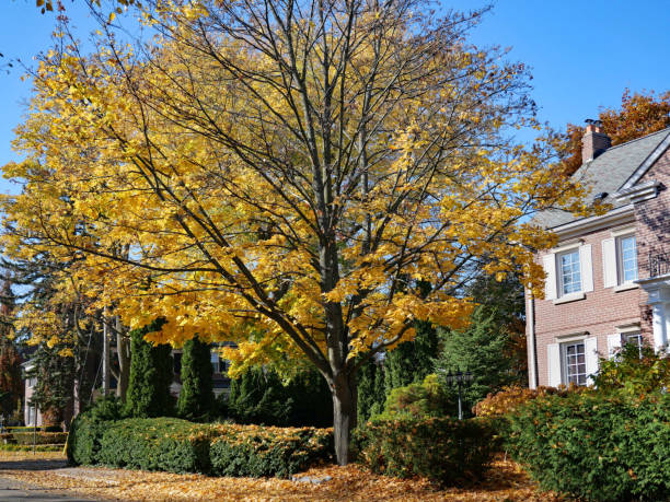 istock Residential neighborhood with fall colors 1438747992