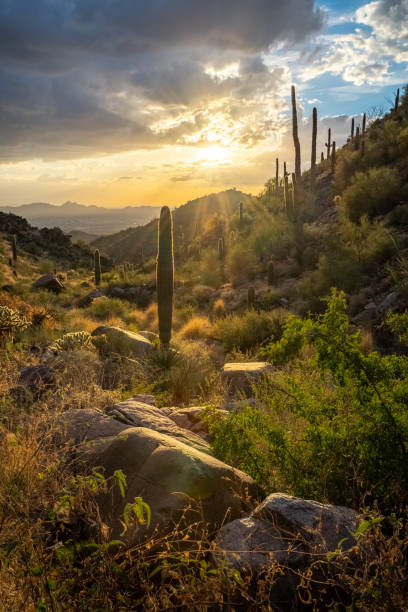 istock Sunset in The Majestic Mcdowell Mountains 1438748001