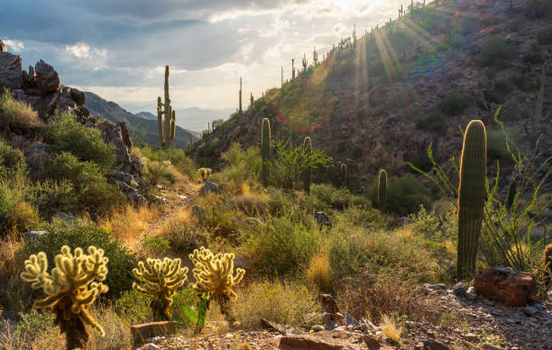 istock Sunset in The Majestic Mcdowell Mountains 1438748105