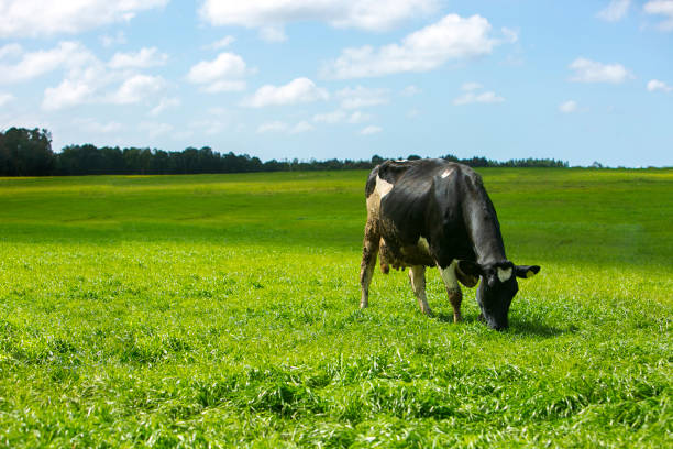 istock A cow in an agricultural prairie landscape. 1438748252