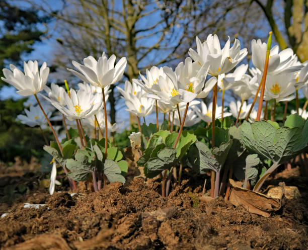 Bloodroot in bloom