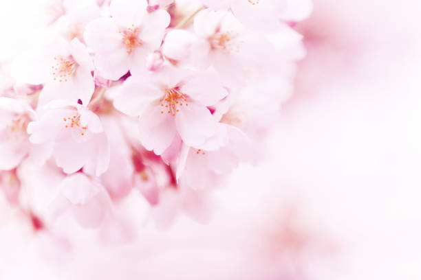 ピンクの桜の花