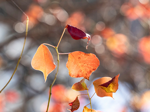 Circle of multicolored autumn maple leaves, on a white background