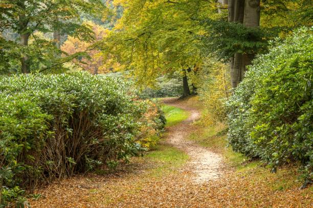 istock Mesmerizing shot or a pathway in a park full of trees and shrubs 1438751215