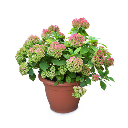 Potted hydrangea flower plant isolated on white background