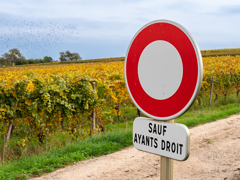 Traffic sign prohibiting driving cars among vineyards in Alsace. Inscription in French: Sauf ayant droit. English translation: Authorized only excepted